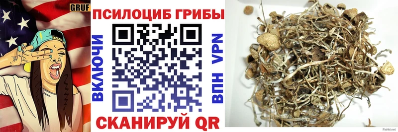 Купить закладки  Гвардейск  Псилоцибиновые грибы мухоморы 